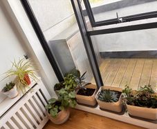 plants