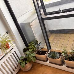 plants