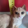 SET OF 2 Orange Cat Sitting. Image 7