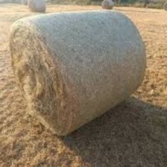 Hay