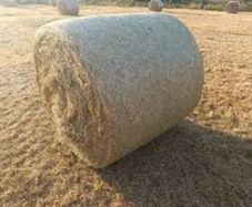 Hay