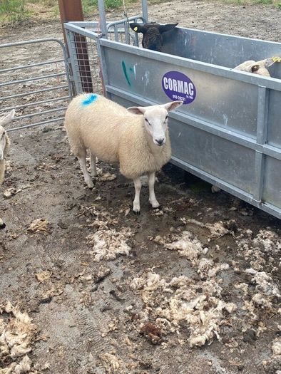 Ewe Lambs