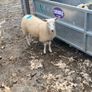 Ewe Lambs Image 8
