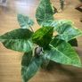 Philodendron Giganteum Blizzard Variegated Image 7