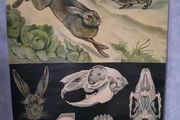Original Vintage School Wall Print Rabbit 1940's