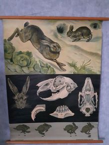 Original Vintage School Wall Print Rabbit 1940's