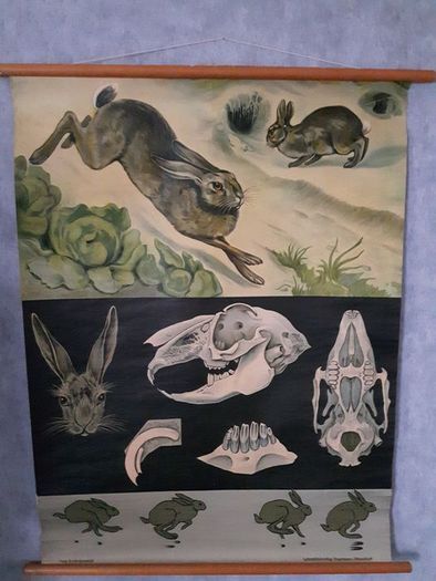 Original Vintage School Wall Print Rabbit 1940's