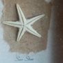 'Sea Star' Image 6