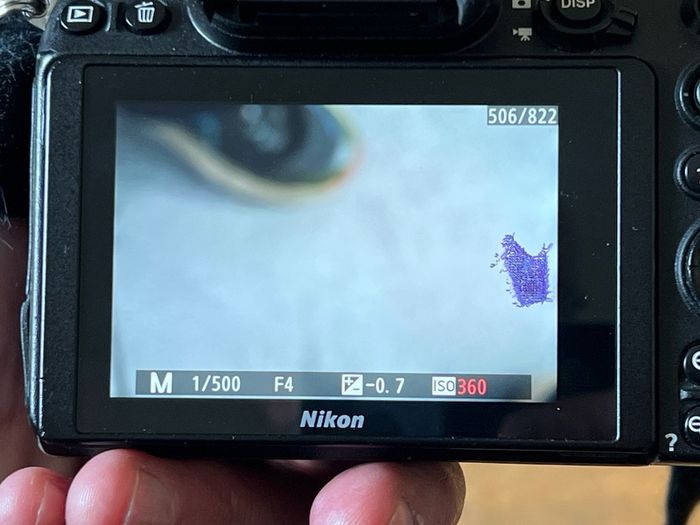 Nikon Z6