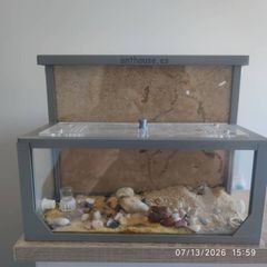 ant house