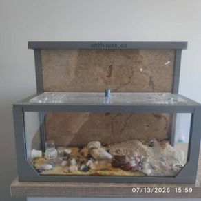 ant house