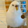 Large cage (& all accessories) plus two happy healthy budgies (1 male, 1 female) for sale Image 5