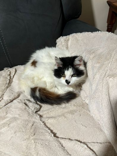 senior cat for adoption