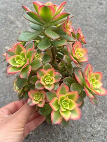 plant