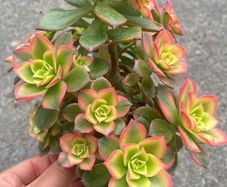 plant