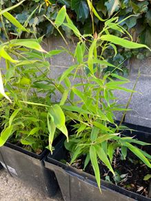 Bamboo plant