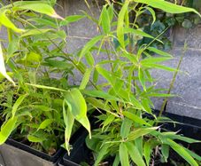 Bamboo plant