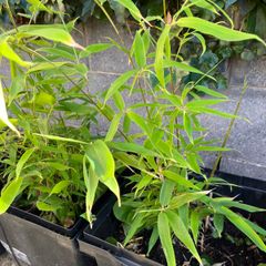Bamboo plant