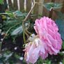 Rose Image 2