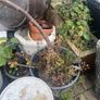plant Image 2