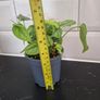 Plant Image 4
