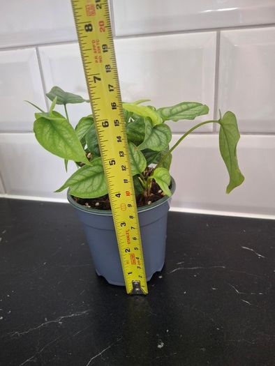 Plant