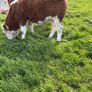 PBR Simmental Weanling Heifer Image 7