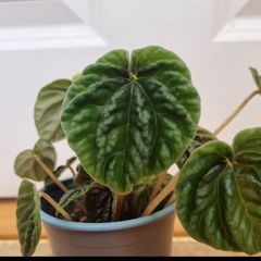 Peperomia caperata emerald ripple