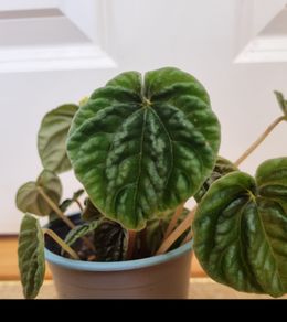 Peperomia caperata emerald ripple