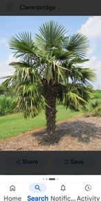 fan palm trachycarpus wanted