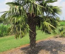 fan palm trachycarpus wanted