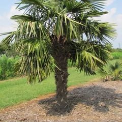 fan palm trachycarpus wanted