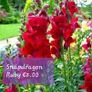 Snapdragon seeds from 1.00 euro per pack Image 3