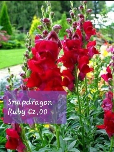 Snapdragon seeds from 1.00 euro per pack