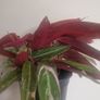 flower Image 3