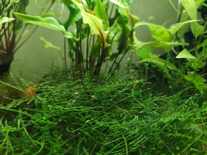 Aquarium moss and plants XXL portions