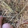 Quality Hay Image 3