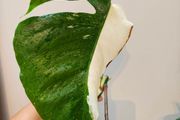 No.79 Monstera Albo Fresh cutting