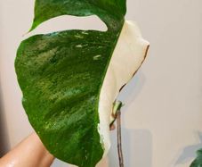 No.79 Monstera Albo Fresh cutting