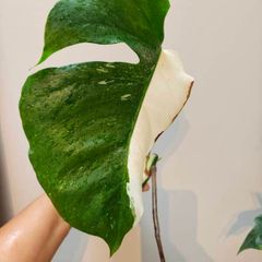 No.79 Monstera Albo Fresh cutting