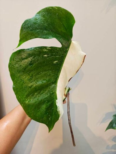 No.79 Monstera Albo Fresh cutting