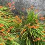 Tall slender orange flower stalks crocosmia montbretia bulbs Image 2
