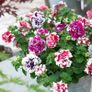 (P)  Petunia Pirouette F1 seeds (15s) (414017) Image 2