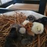 Usa Silkie Chicks Image 6
