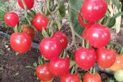 Tomato 'Gardeners Delight' Irish Seed