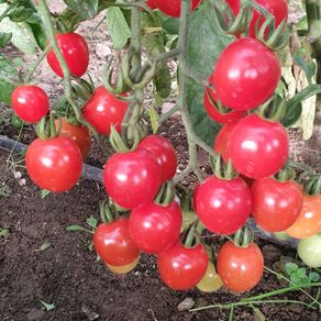 Tomato 'Gardeners Delight' Irish Seed