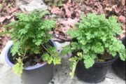 6 plants Medicinal plant, companion plant Feverfew