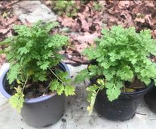 6 plants Medicinal plant, companion plant Feverfew