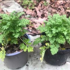 6 plants Medicinal plant, companion plant Feverfew
