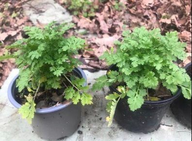 6 plants Medicinal plant, companion plant Feverfew